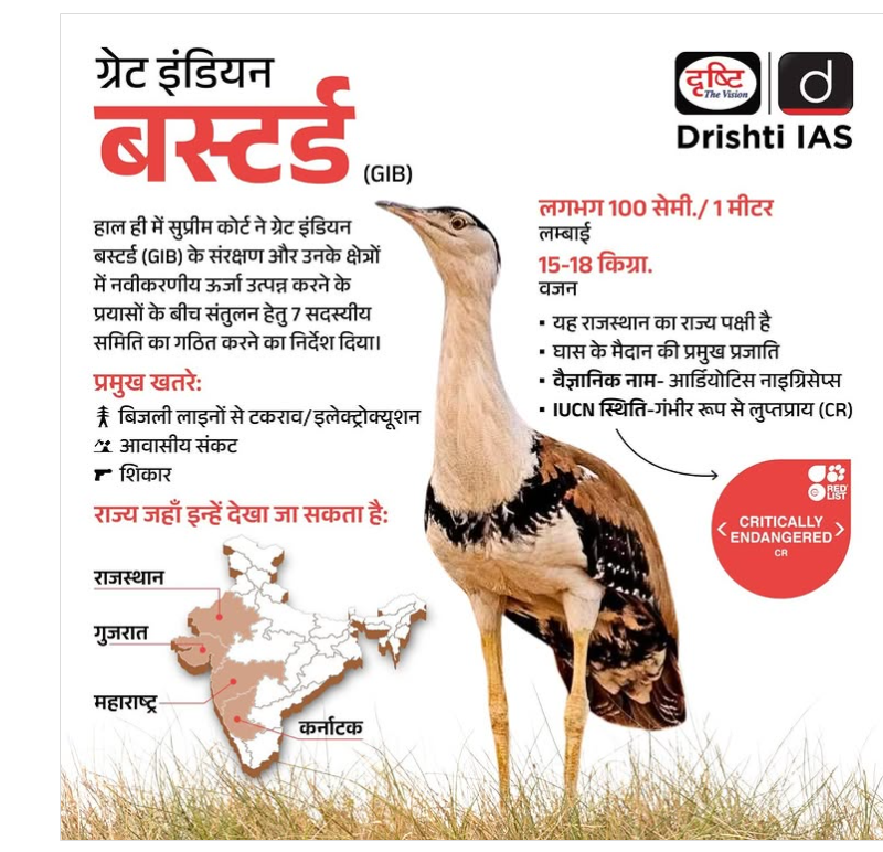Great Indian Bustard